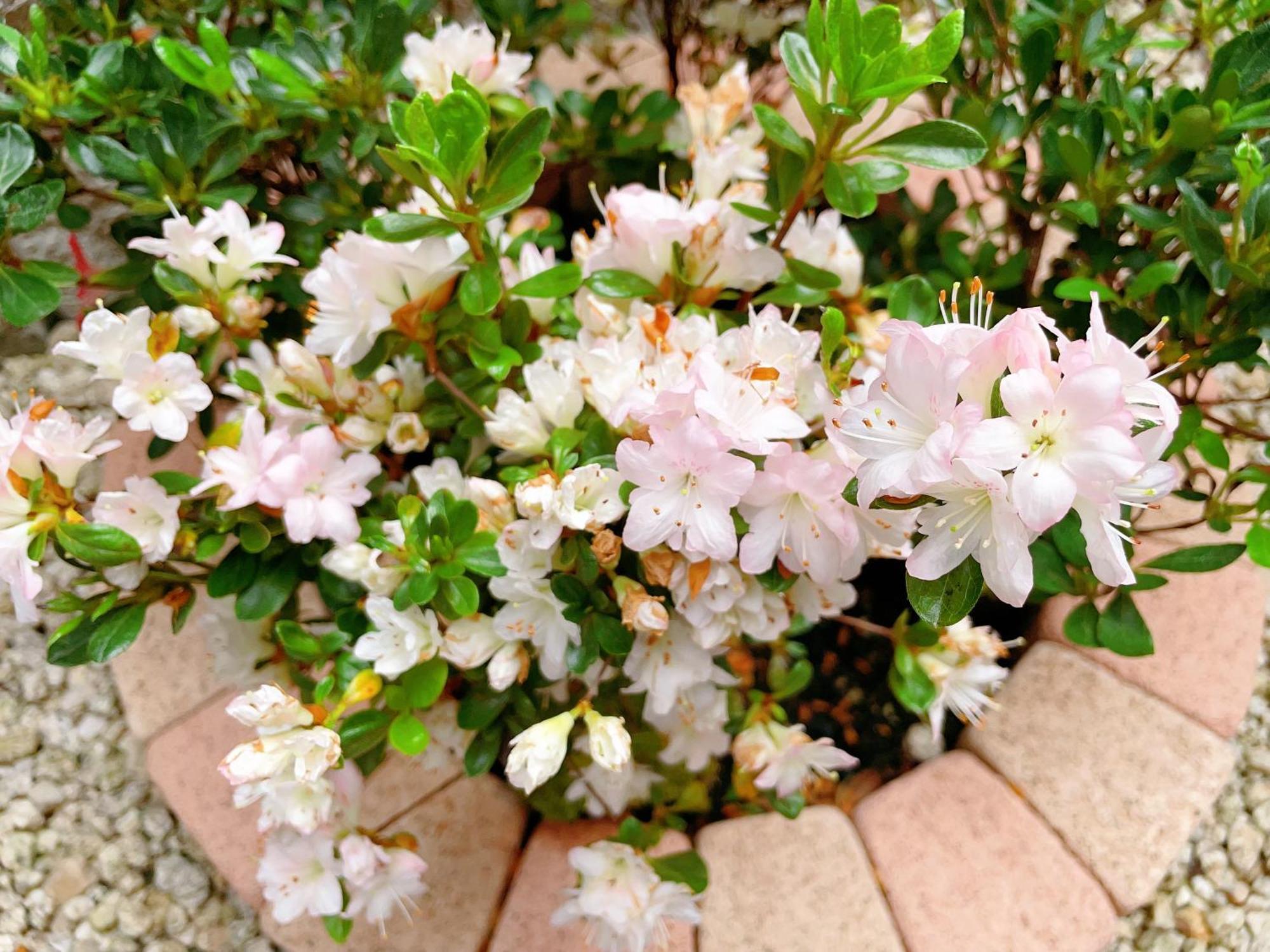 Suikakan Heianjingumae 酔花間 Kyoto Exterior foto